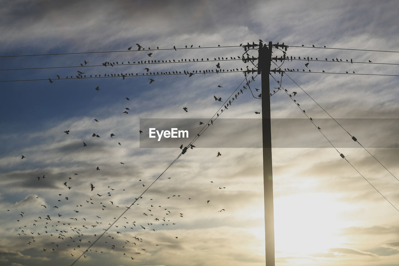 Low angle view of birds flying in sky