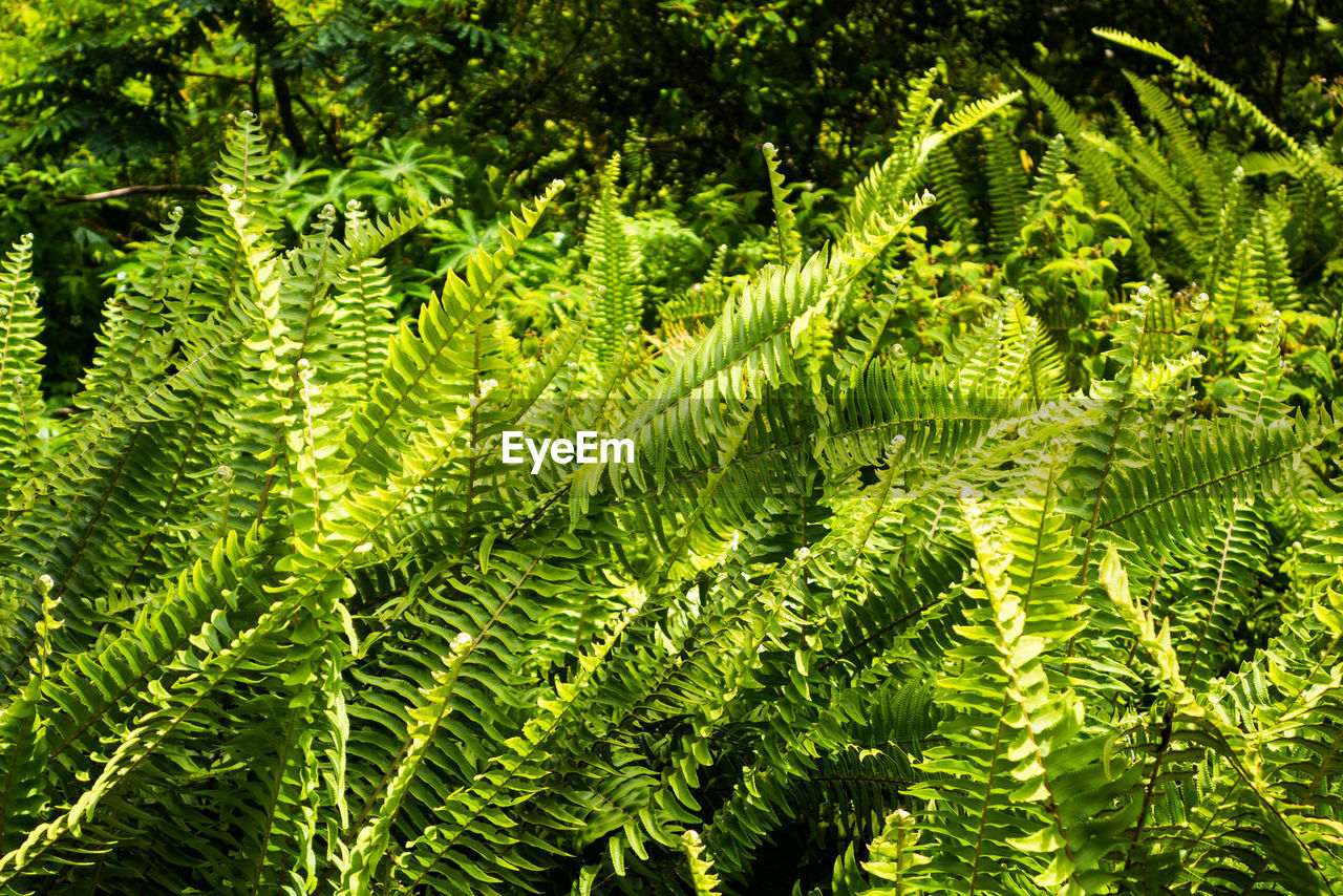 FULL FRAME SHOT OF GREEN LEAVES