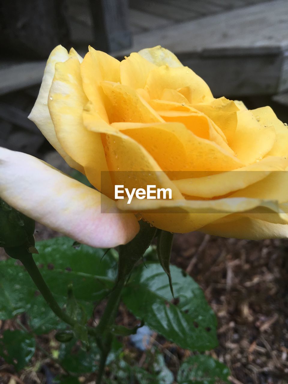 CLOSE-UP OF YELLOW ROSE