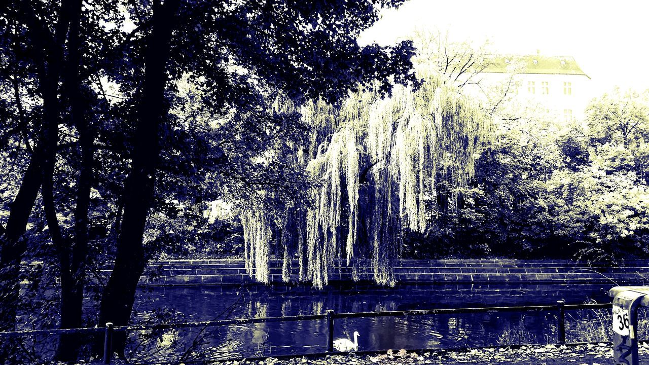 VIEW OF TREE TRUNK