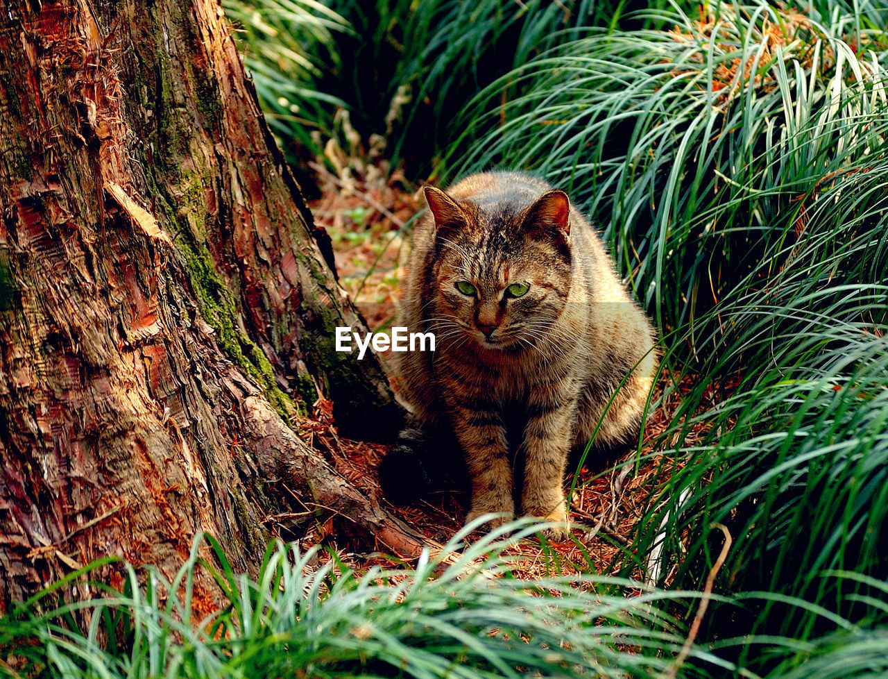 Portrait of a cat on grass