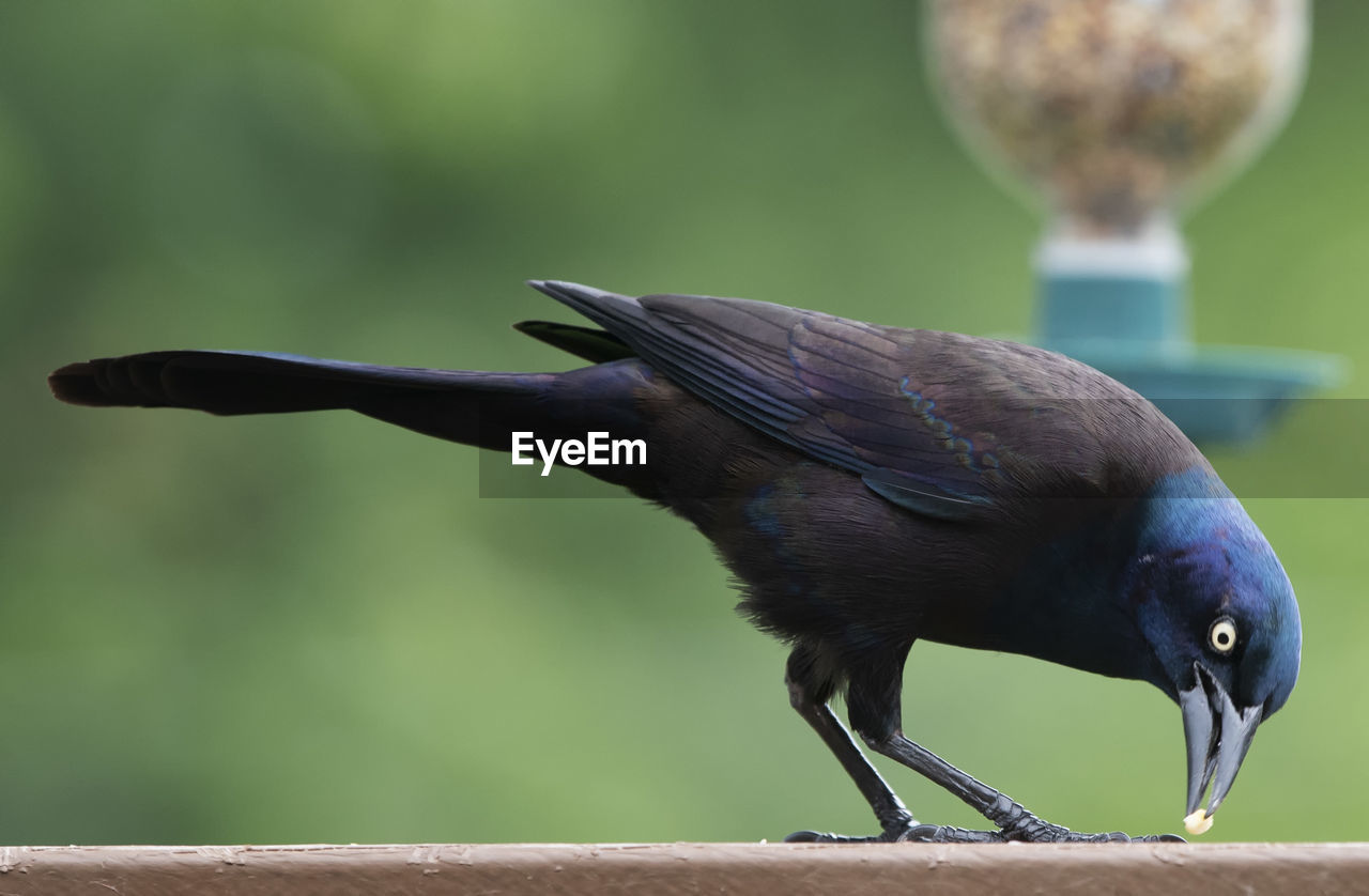 Nibbling on the deck