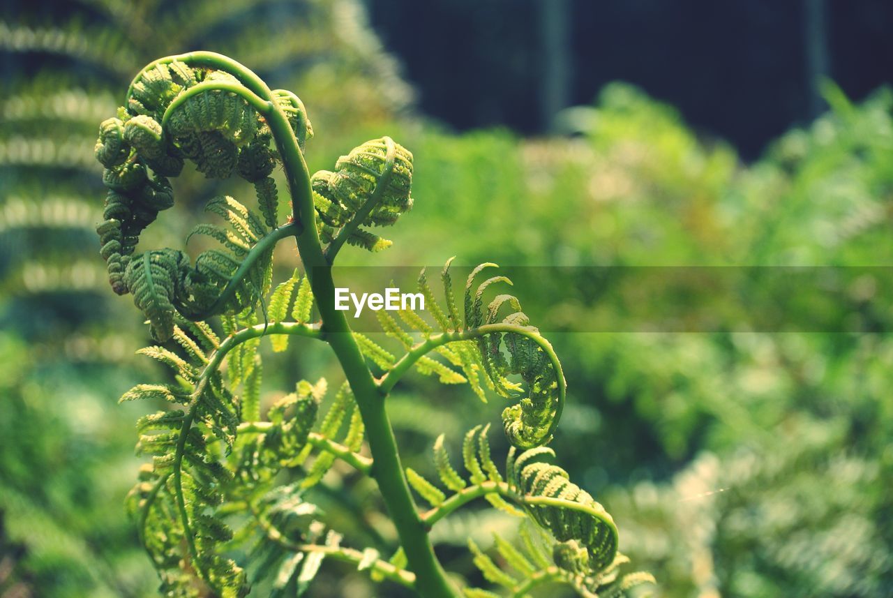 Close-up of plant growing on field