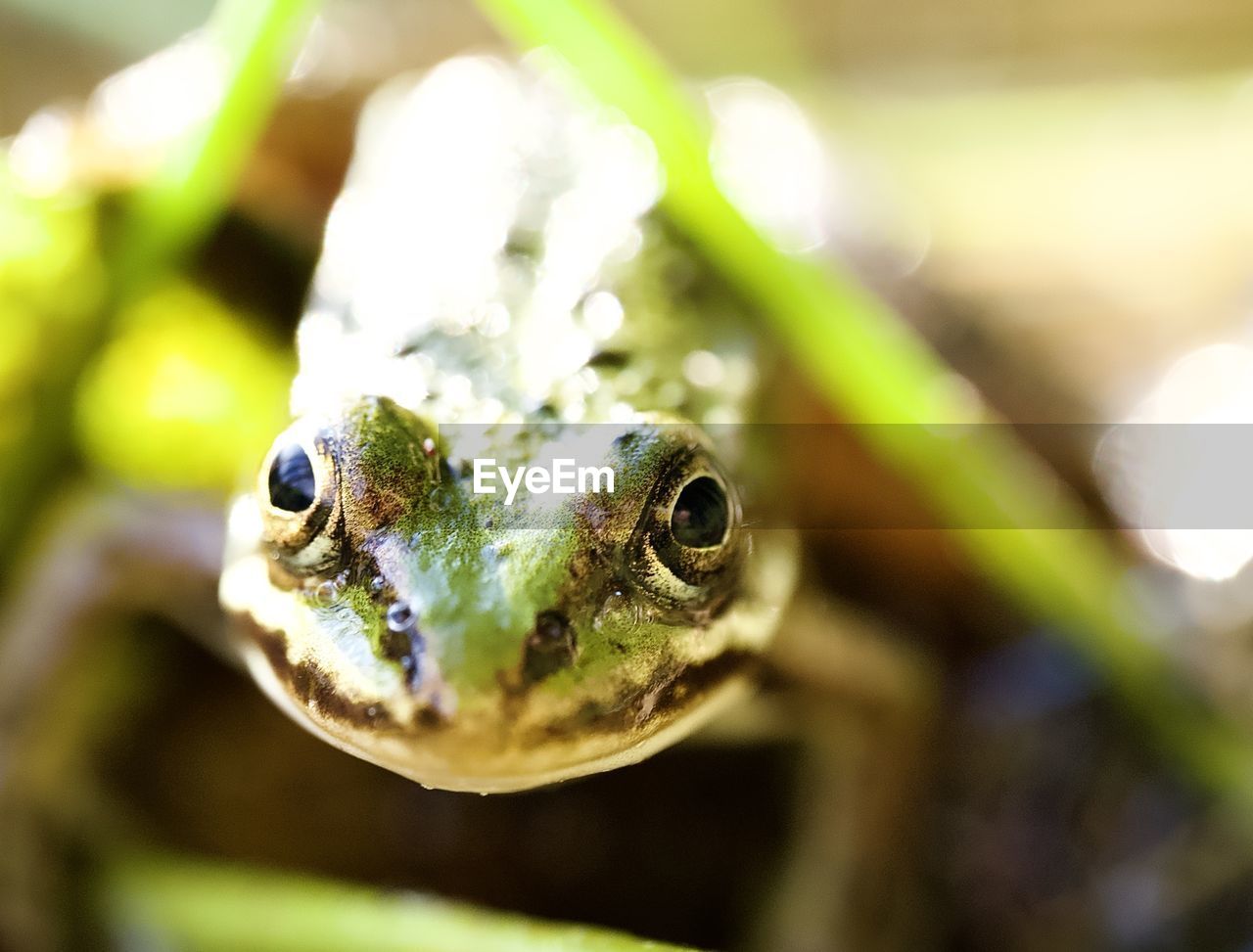 animal themes, animal, one animal, animal wildlife, close-up, green, amphibian, wildlife, frog, reptile, macro photography, true frog, animal body part, portrait, nature, eye, animal head, looking at camera, no people, animal eye, tree frog, outdoors, environment, water, macro, focus on foreground