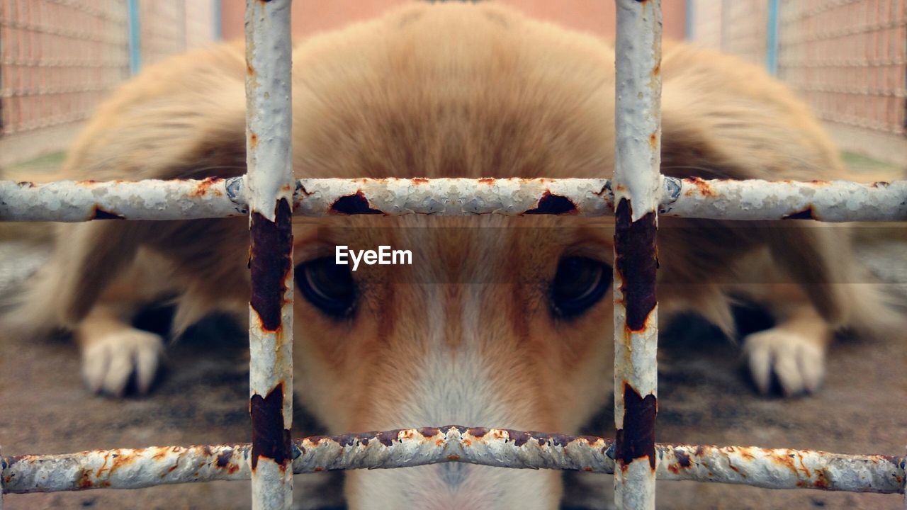 CLOSE-UP OF COWS IN CAGE