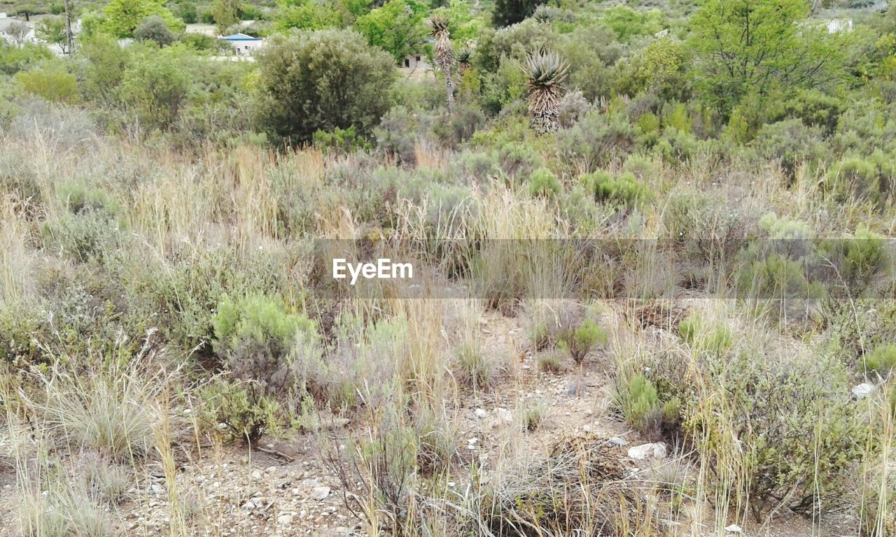 SCENIC VIEW OF FIELD