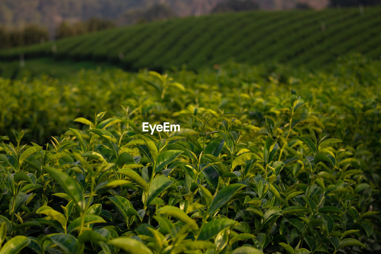 SCENIC VIEW OF FARM