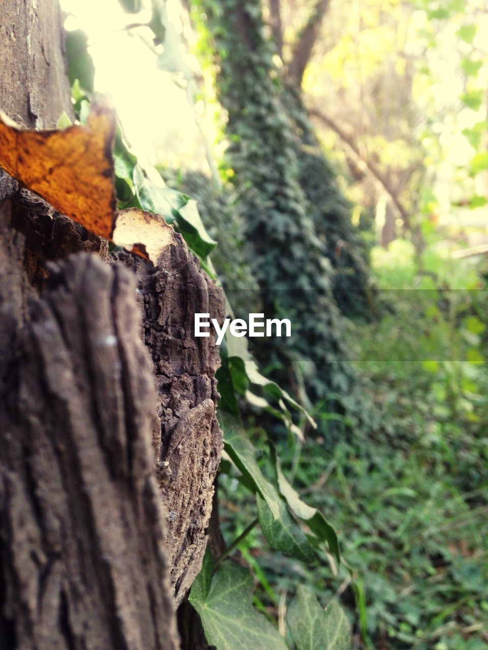 MOSS GROWING ON TREE TRUNK