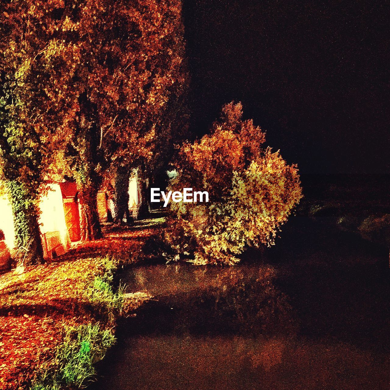 LIGHT TRAILS ON TREE AT NIGHT