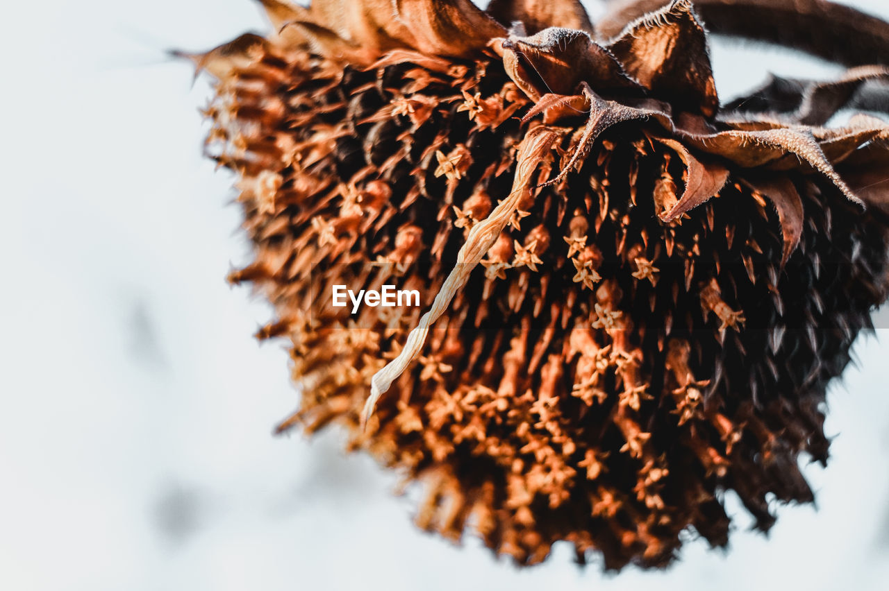 LOW ANGLE VIEW OF DRIED LEAVES