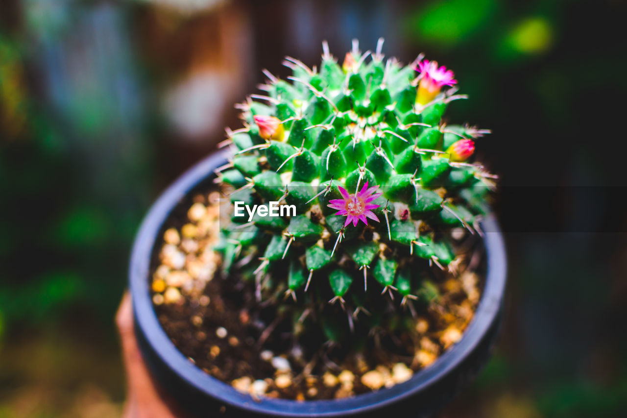 plant, growth, nature, flower, green, beauty in nature, close-up, potted plant, no people, macro photography, freshness, focus on foreground, flowering plant, day, outdoors, succulent plant, multi colored, botany, leaf, food and drink
