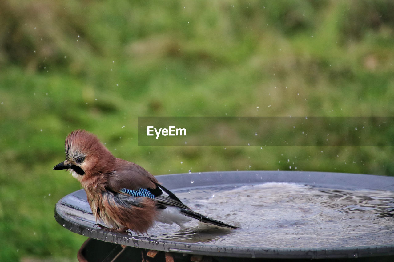 Close-up of jay in water 