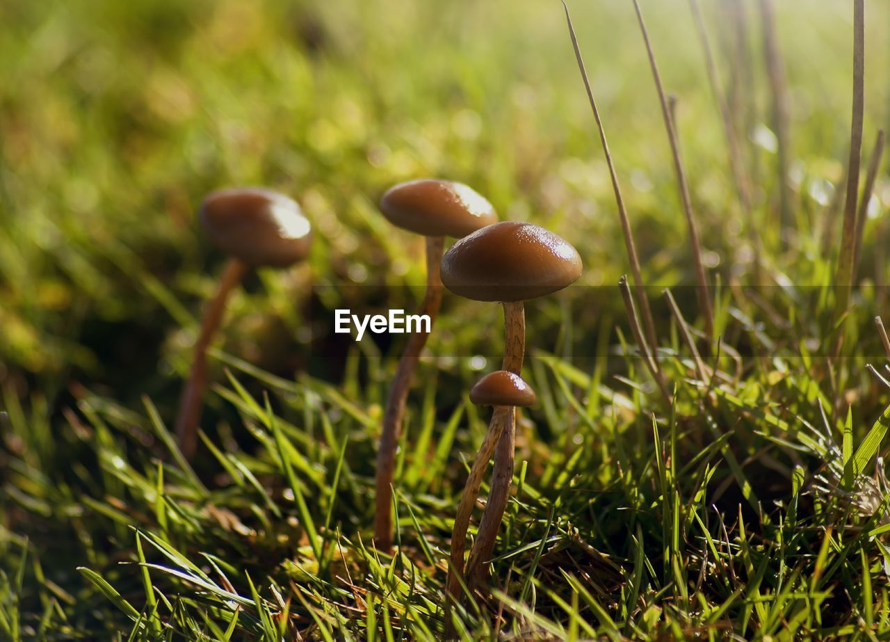 Close-up of mushroom growing in grass