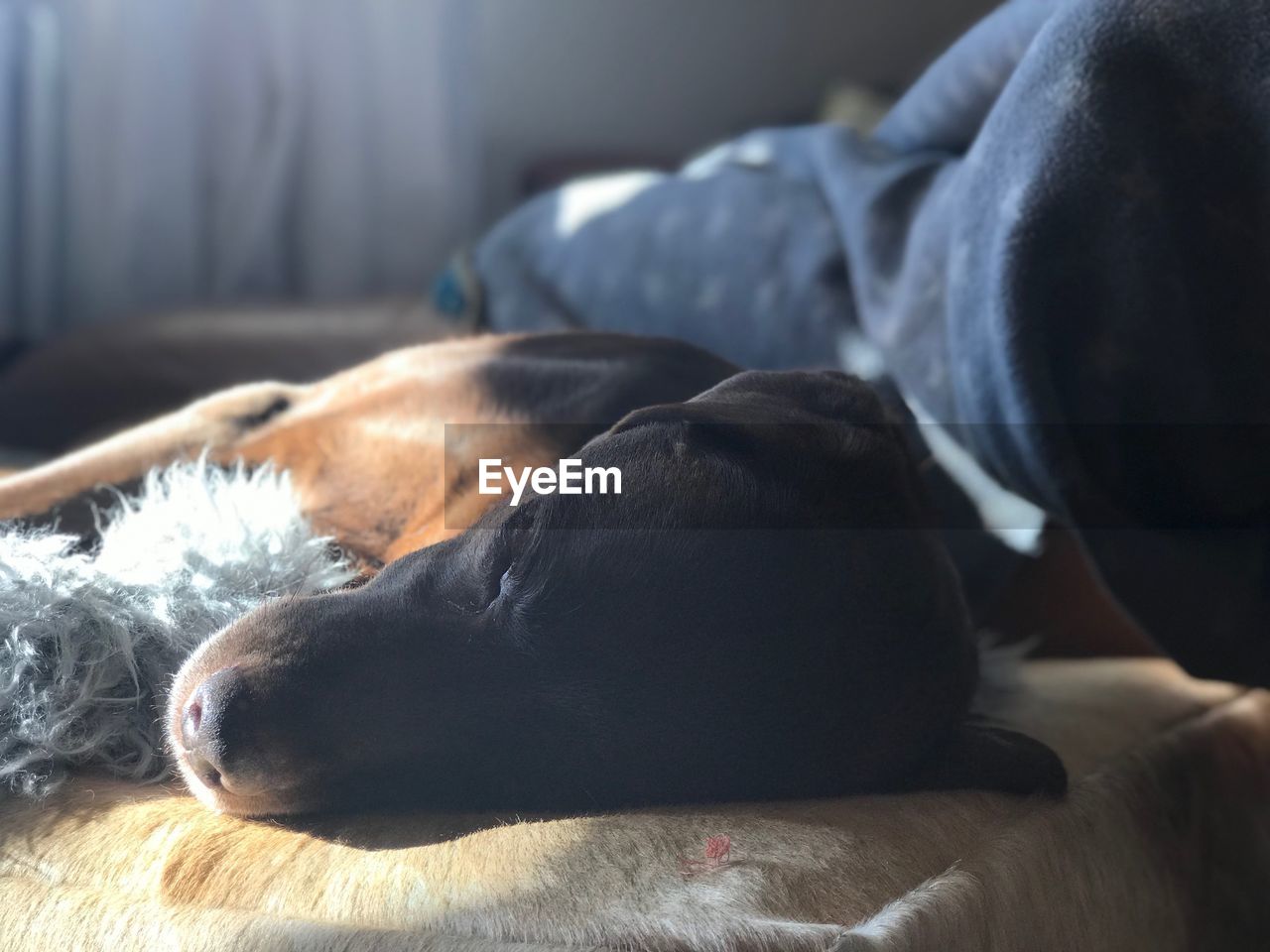 CLOSE-UP OF A DOG SLEEPING