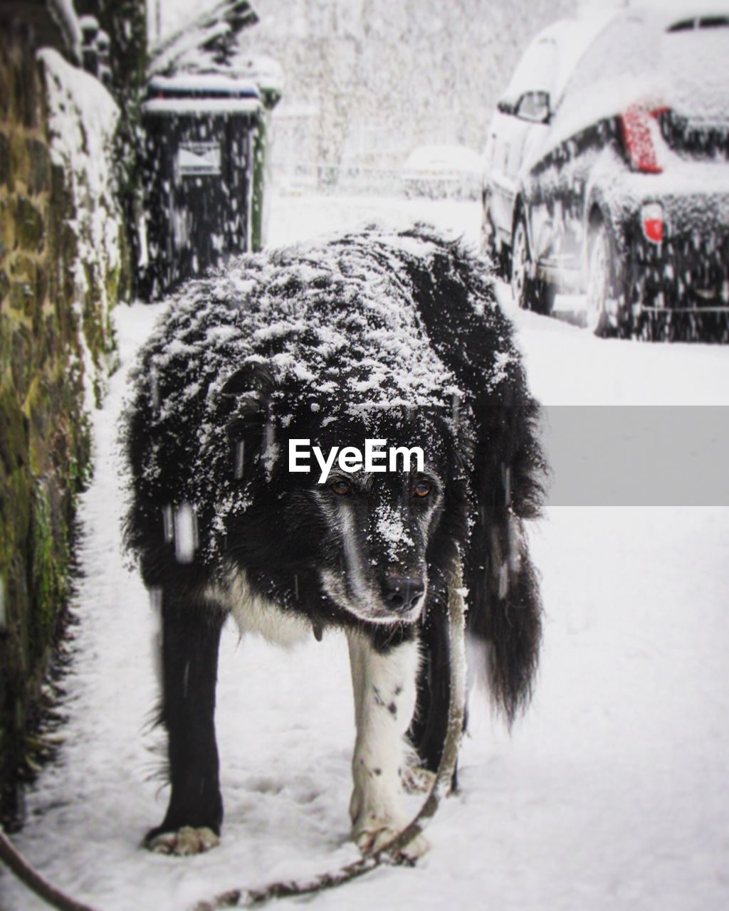 CLOSE-UP OF WET HORSE ON SNOW