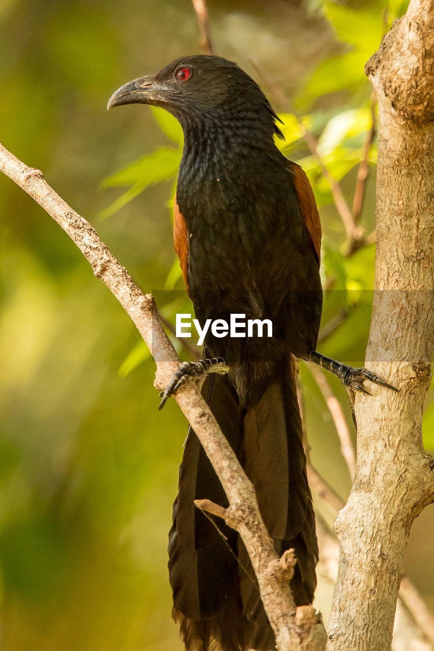 CLOSE-UP OF BIRD PERCHING ON A BRANCH