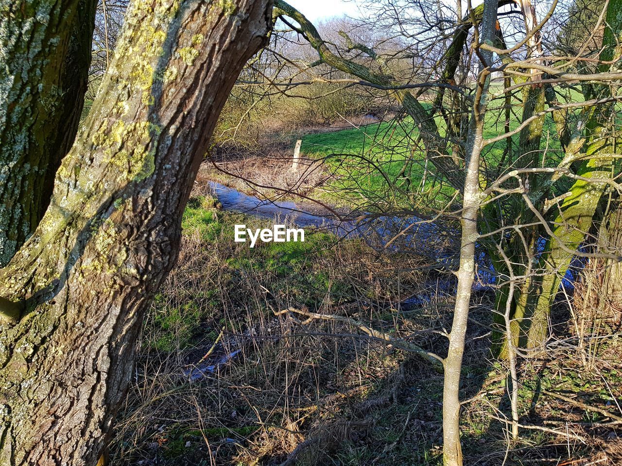 BARE TREE IN FOREST