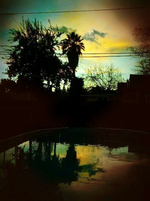 REFLECTION OF PALM TREES ON WATER