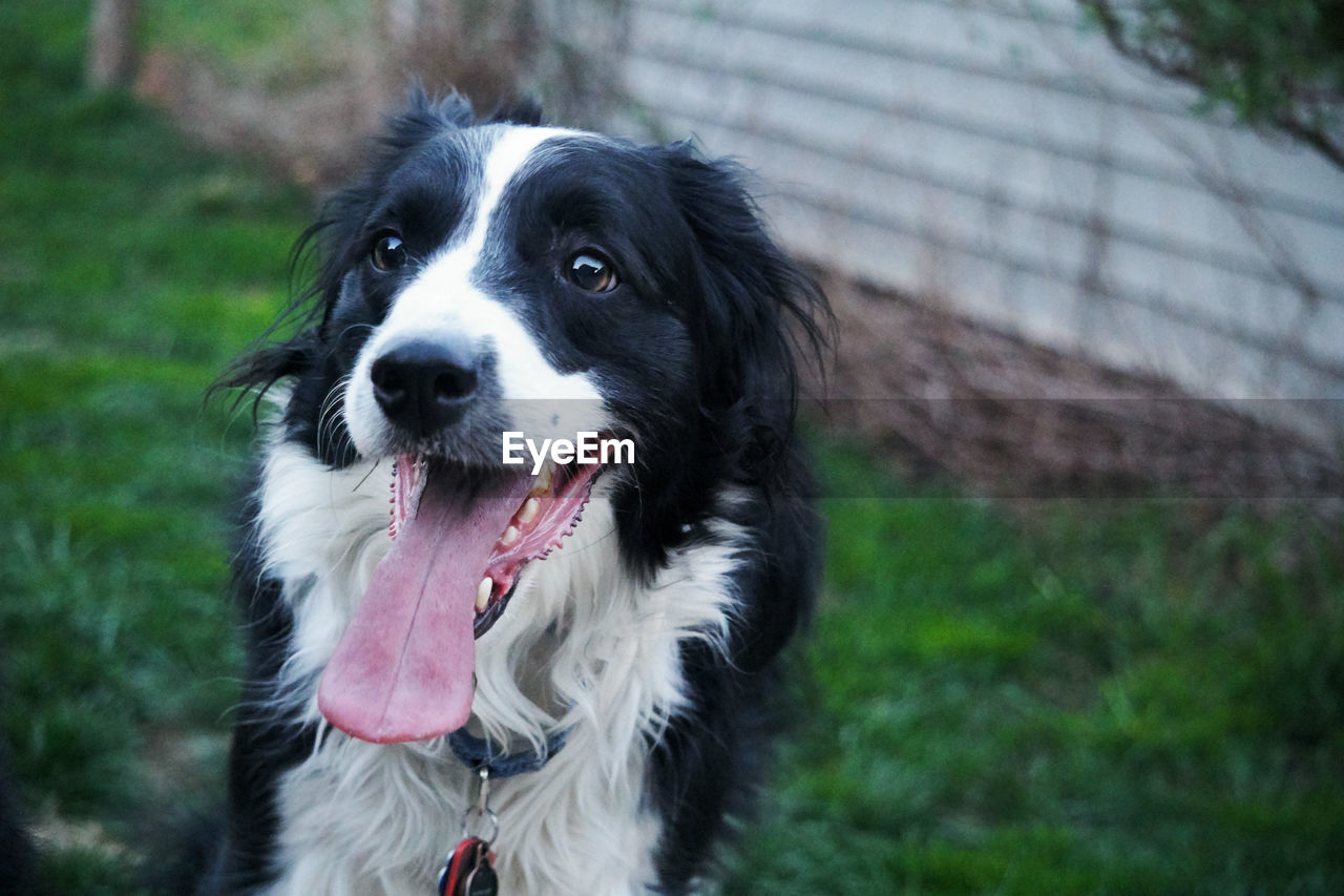 Border collie standing on field 