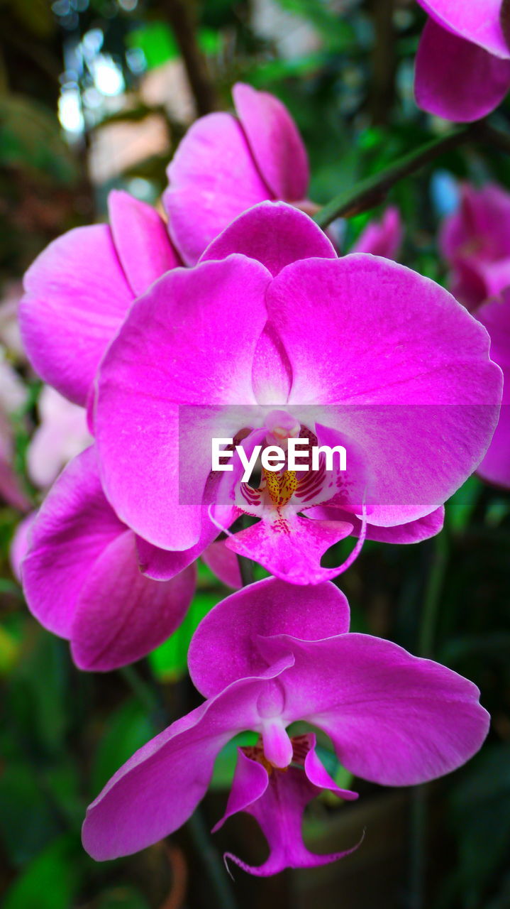 Close-up of pink flowers