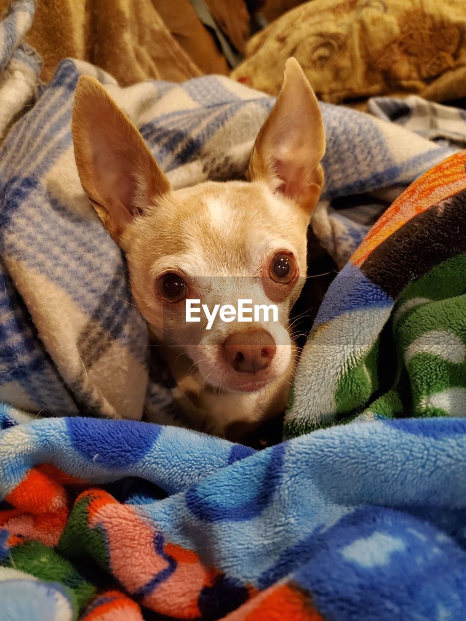 PORTRAIT OF A DOG RELAXING AT HOME
