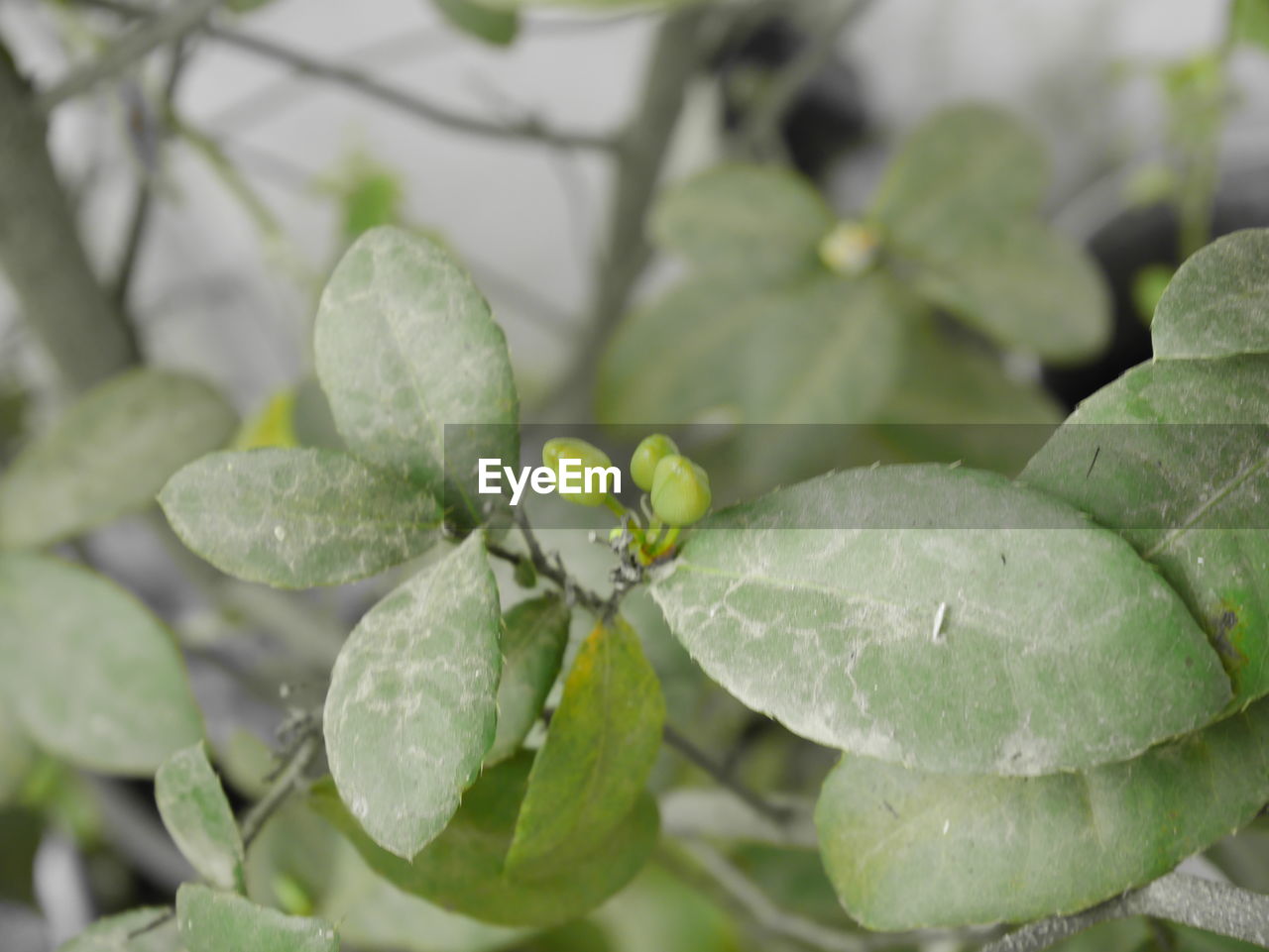 CLOSE-UP OF GREEN LEAF