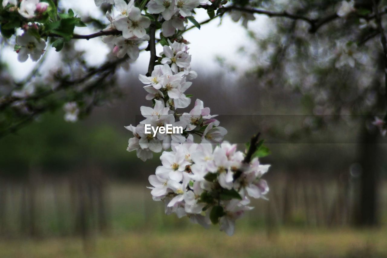 CLOSE-UP OF CHERRY BLOSSOM TREE