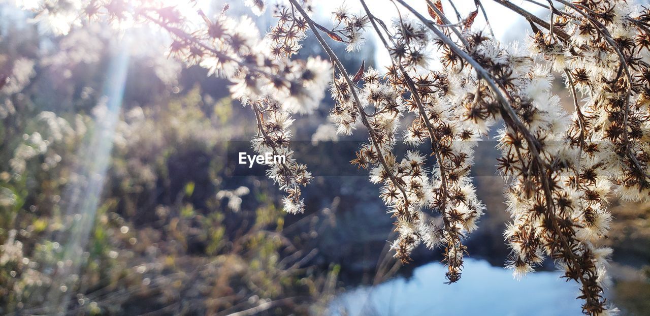 Low angle view of flowering plants against trees