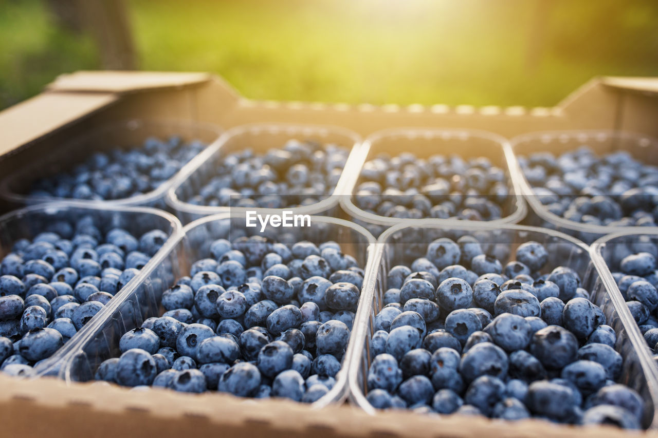 Box or container with collected blueberries. berries agriculture business. cultivating, harvesting