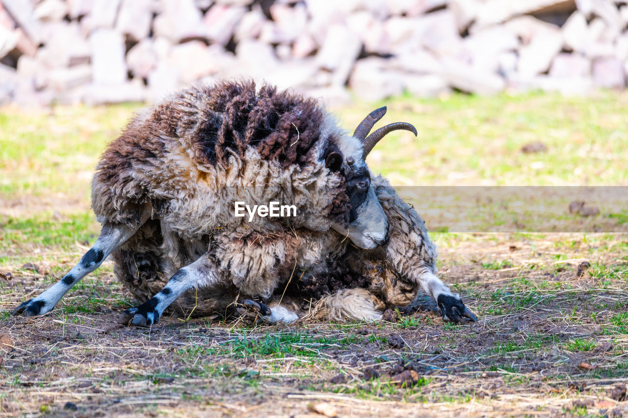 SHEEP SITTING ON A LAND