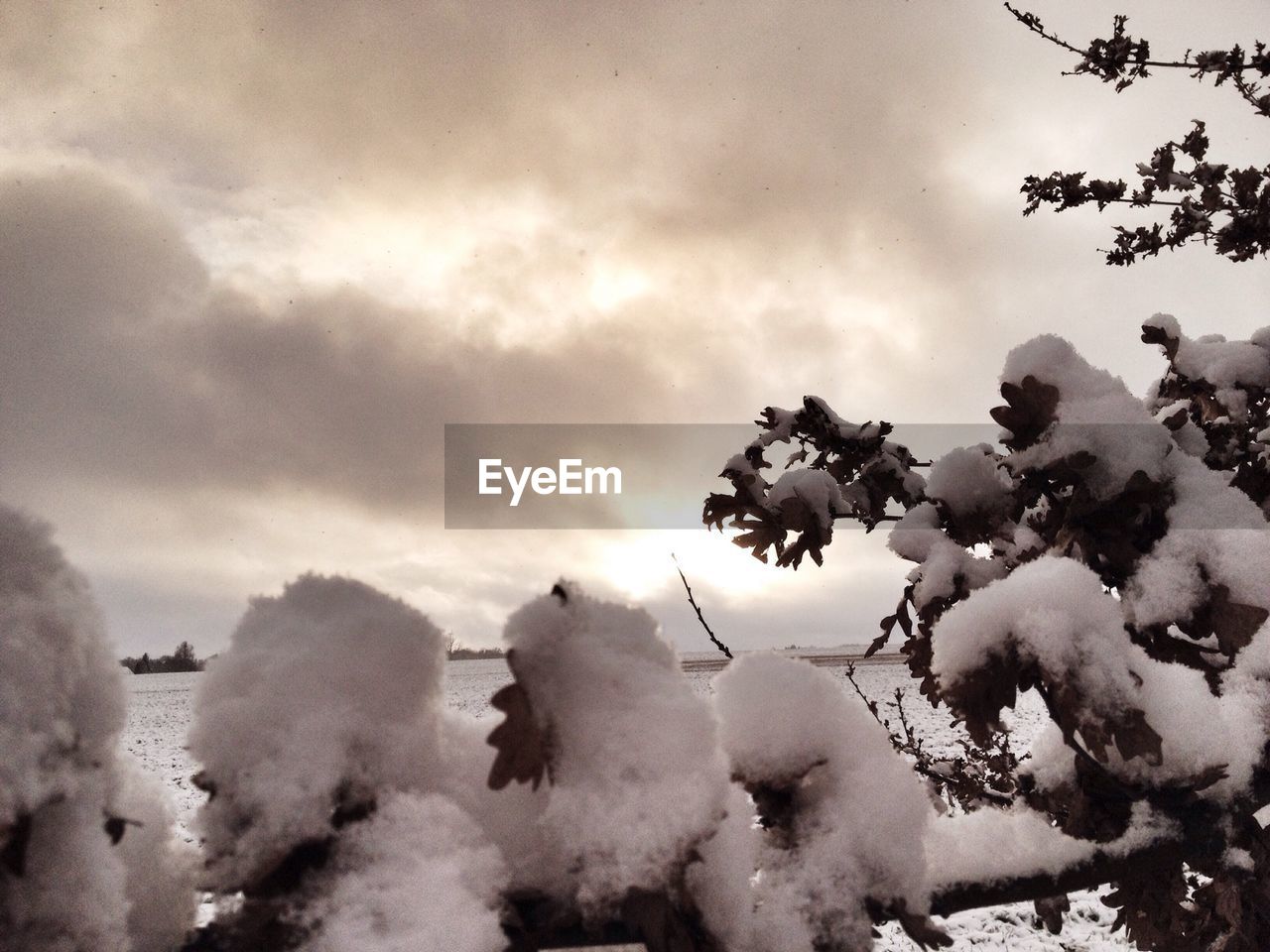 Snow covered plants against cloudy sky