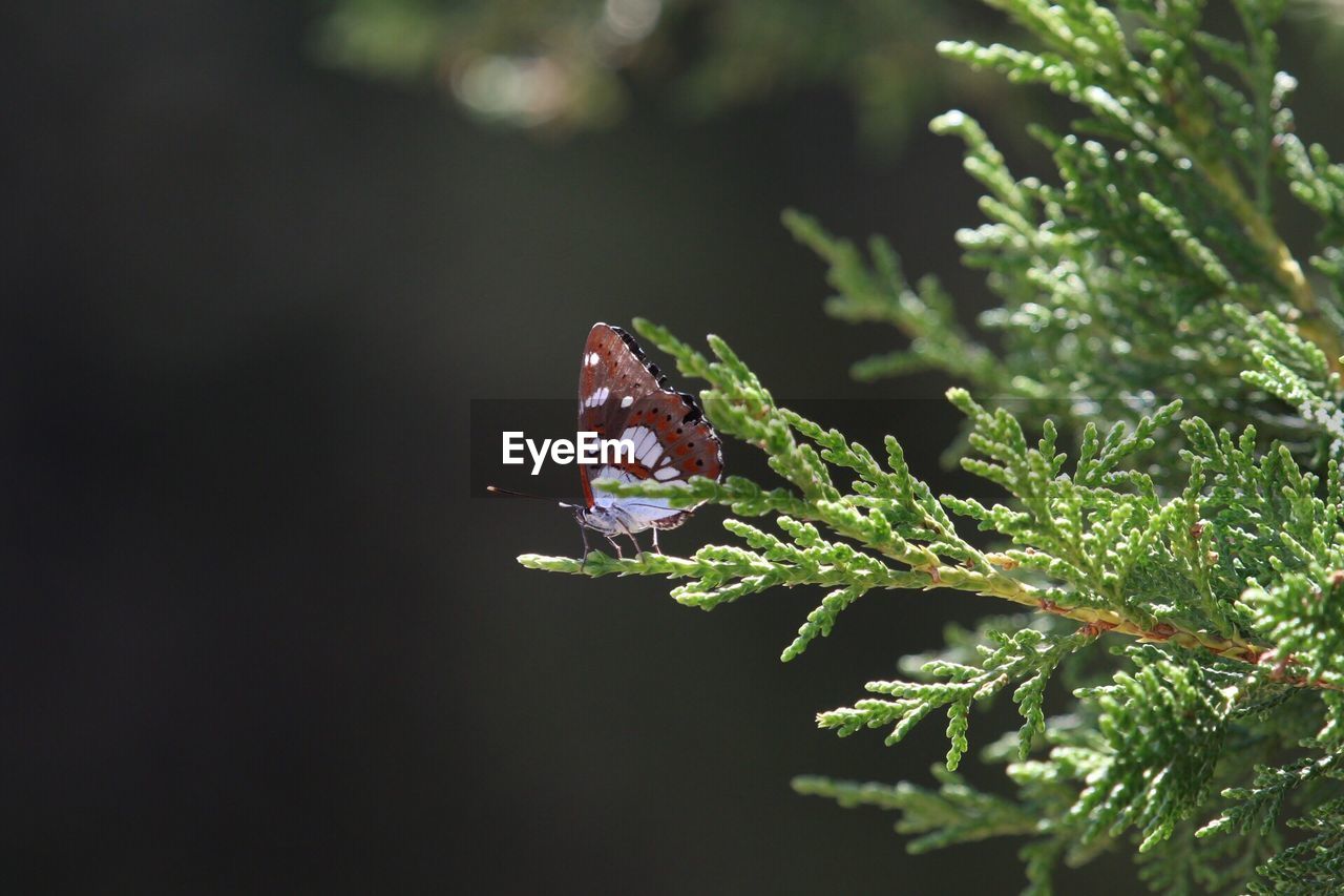 CLOSE-UP OF INSECT ON PLANT