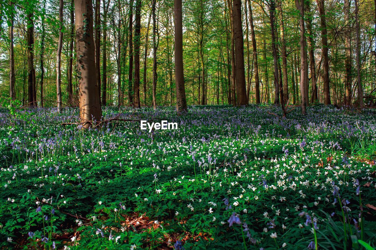 Trees and plants growing in forest