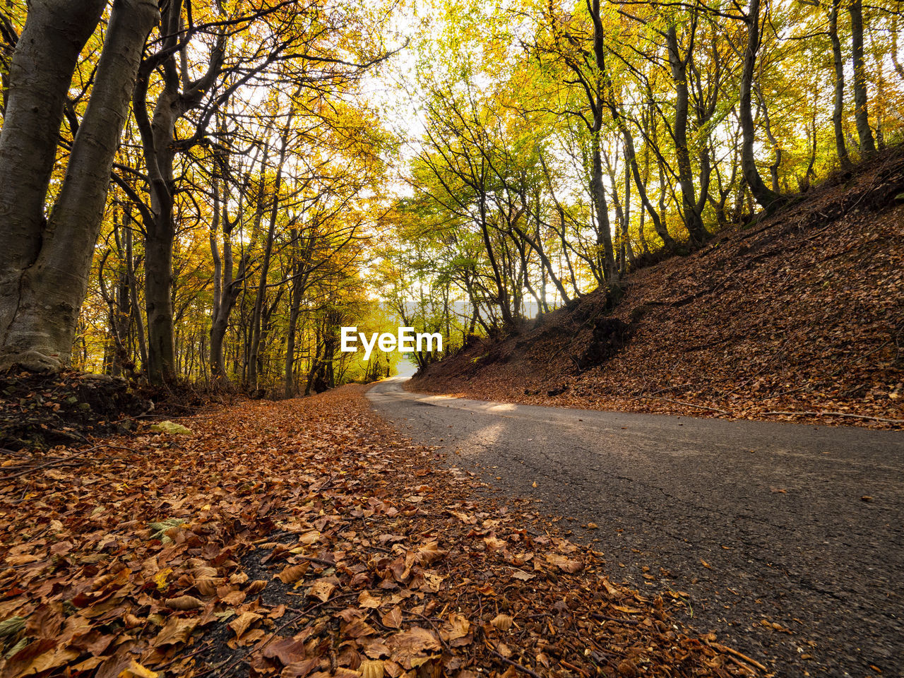 Road in a woodland in autumn