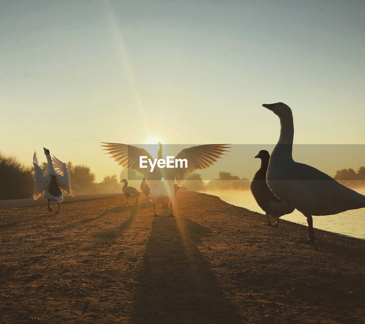 VIEW OF BIRDS AGAINST SUNSET