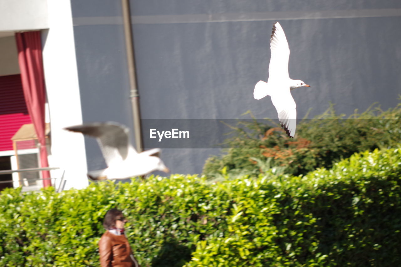 BIRD FLYING OVER GRASSY FIELD