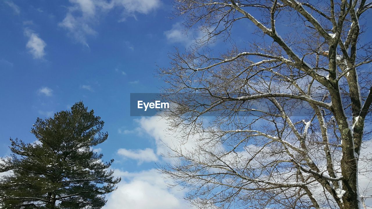 LOW ANGLE VIEW OF BRANCHES AGAINST SKY