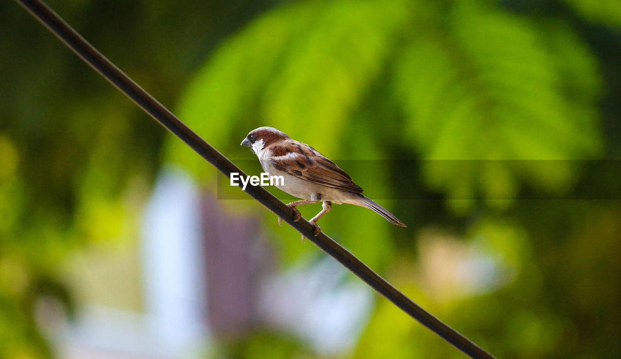 Low angle view of bird perching on cable