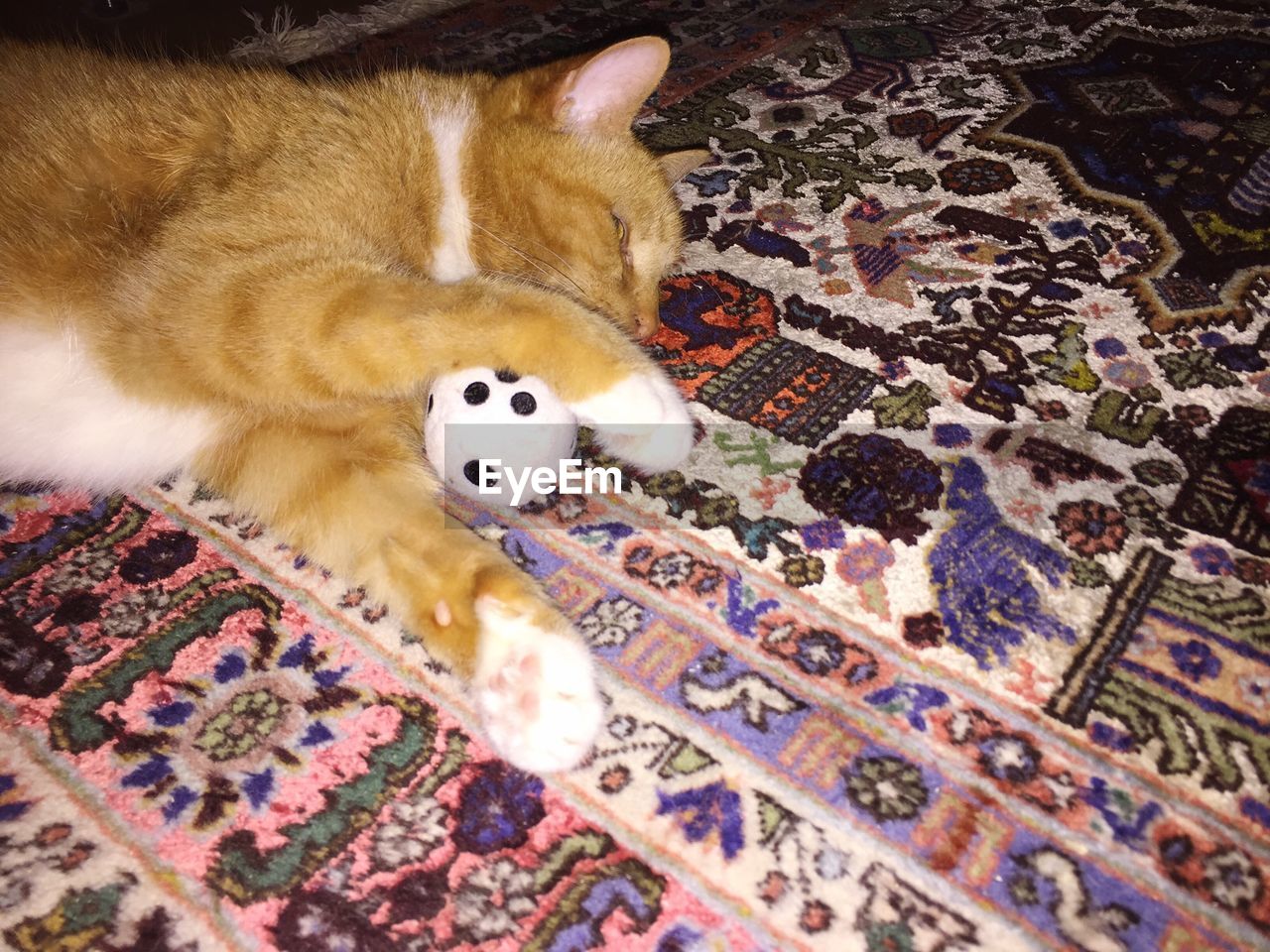 HIGH ANGLE VIEW OF DOG ON RUG