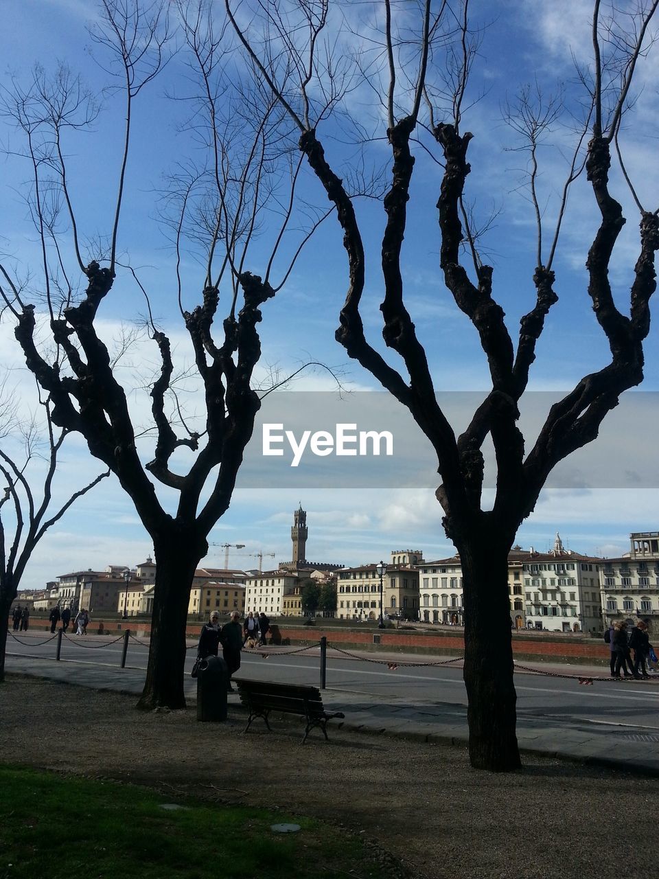 BARE TREES WITH CITY IN BACKGROUND