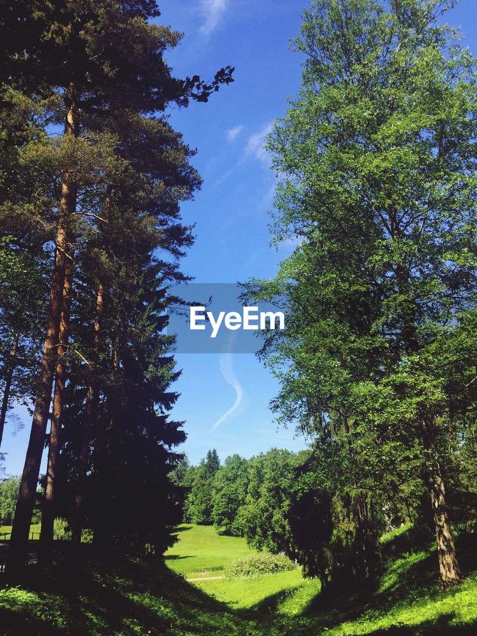 TREES GROWING IN FIELD AGAINST SKY