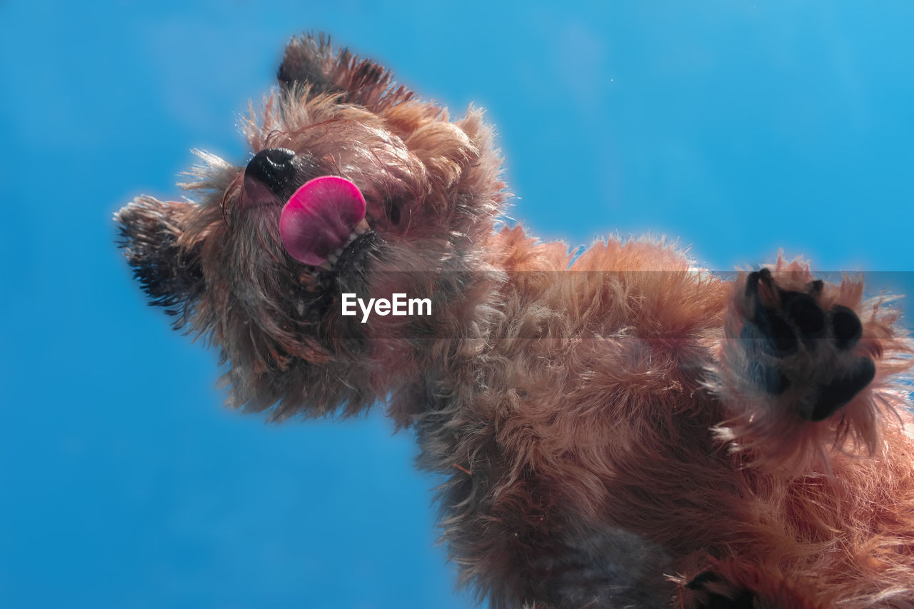 CLOSE-UP OF A DOG WITH BLUE EYES