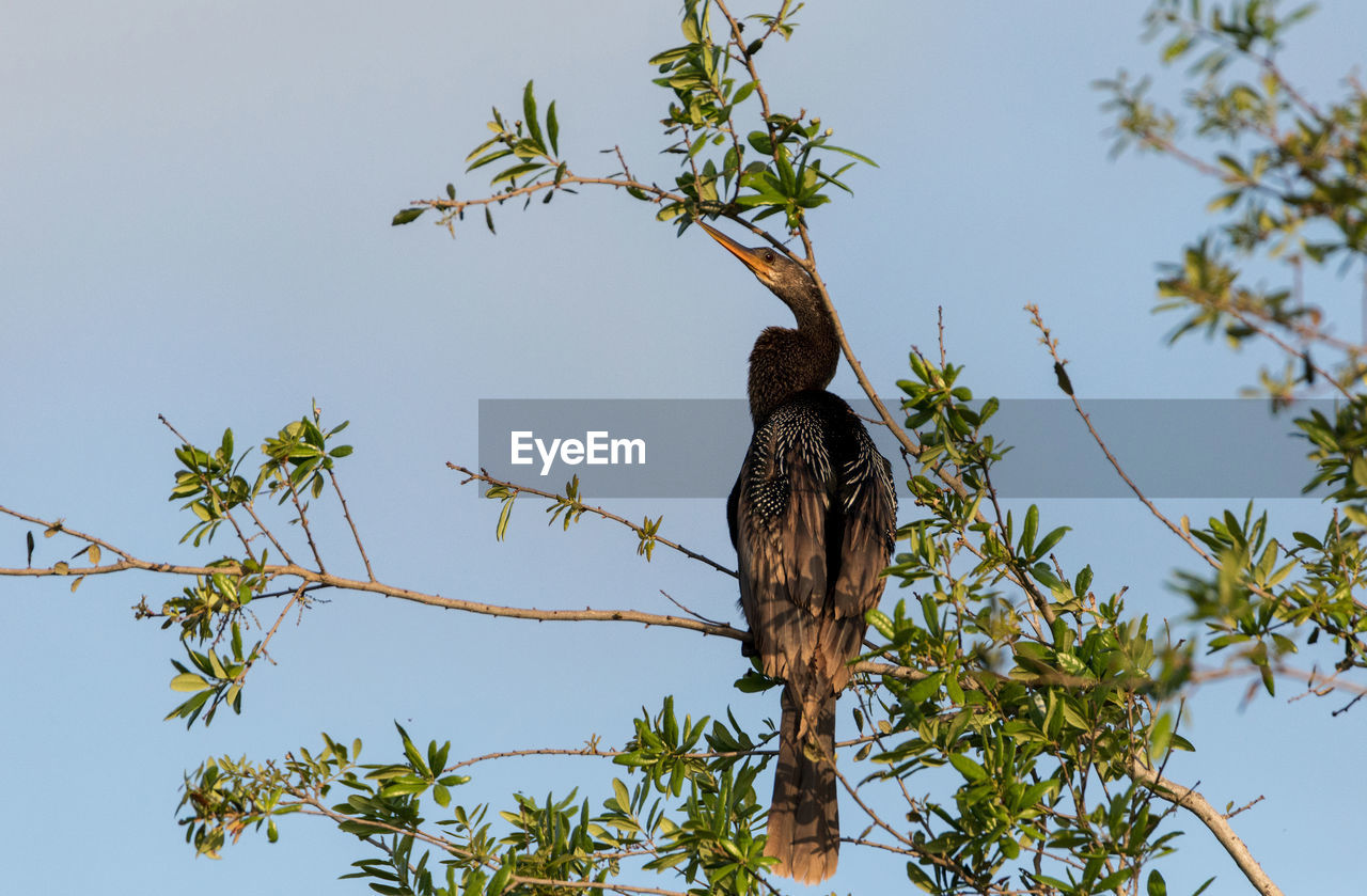 LOW ANGLE VIEW OF BIRD PERCHING ON TREE