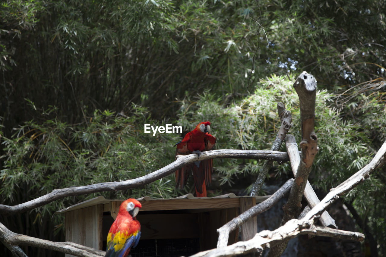 BIRD PERCHING ON A TREE