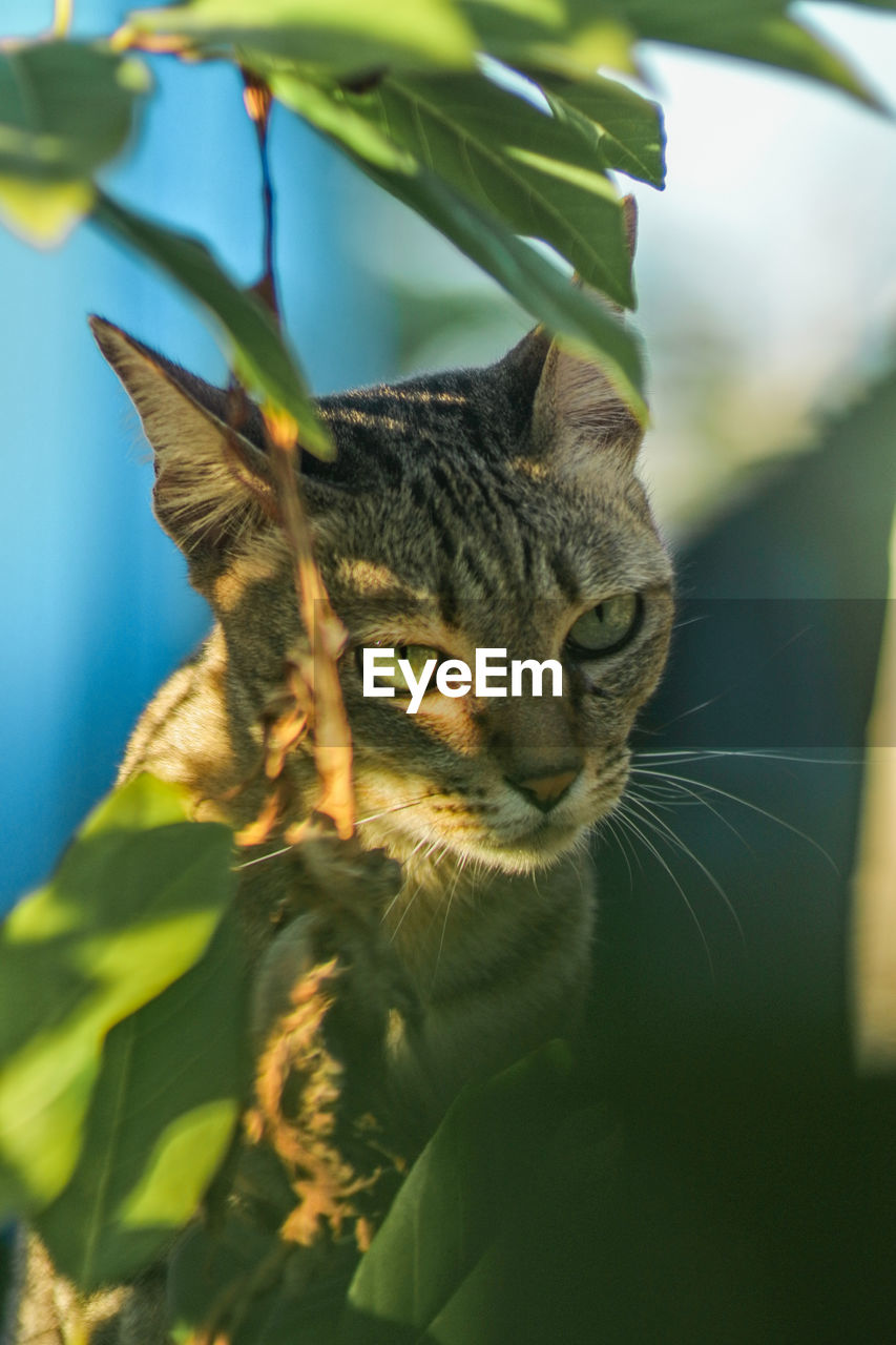 CLOSE-UP OF TABBY CAT