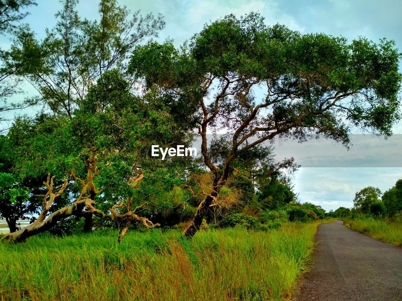 ROAD AMIDST TREES AND PLANTS ON FIELD