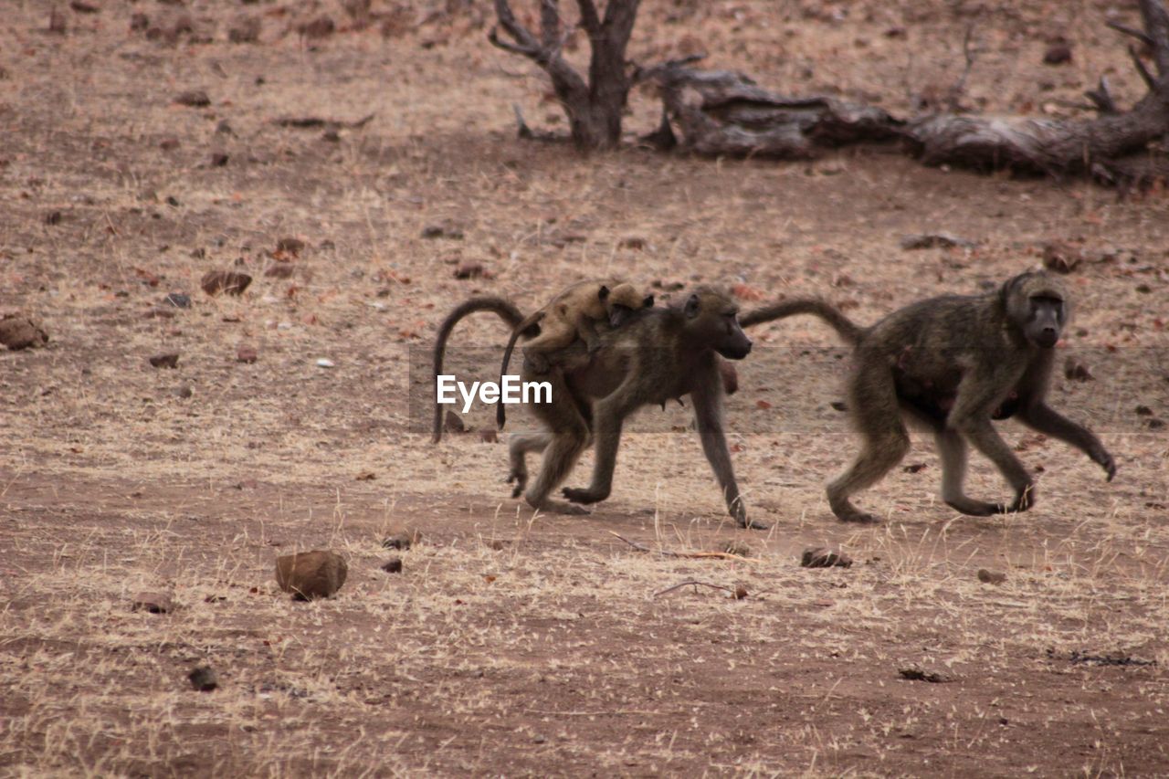 Monkeys walking on field