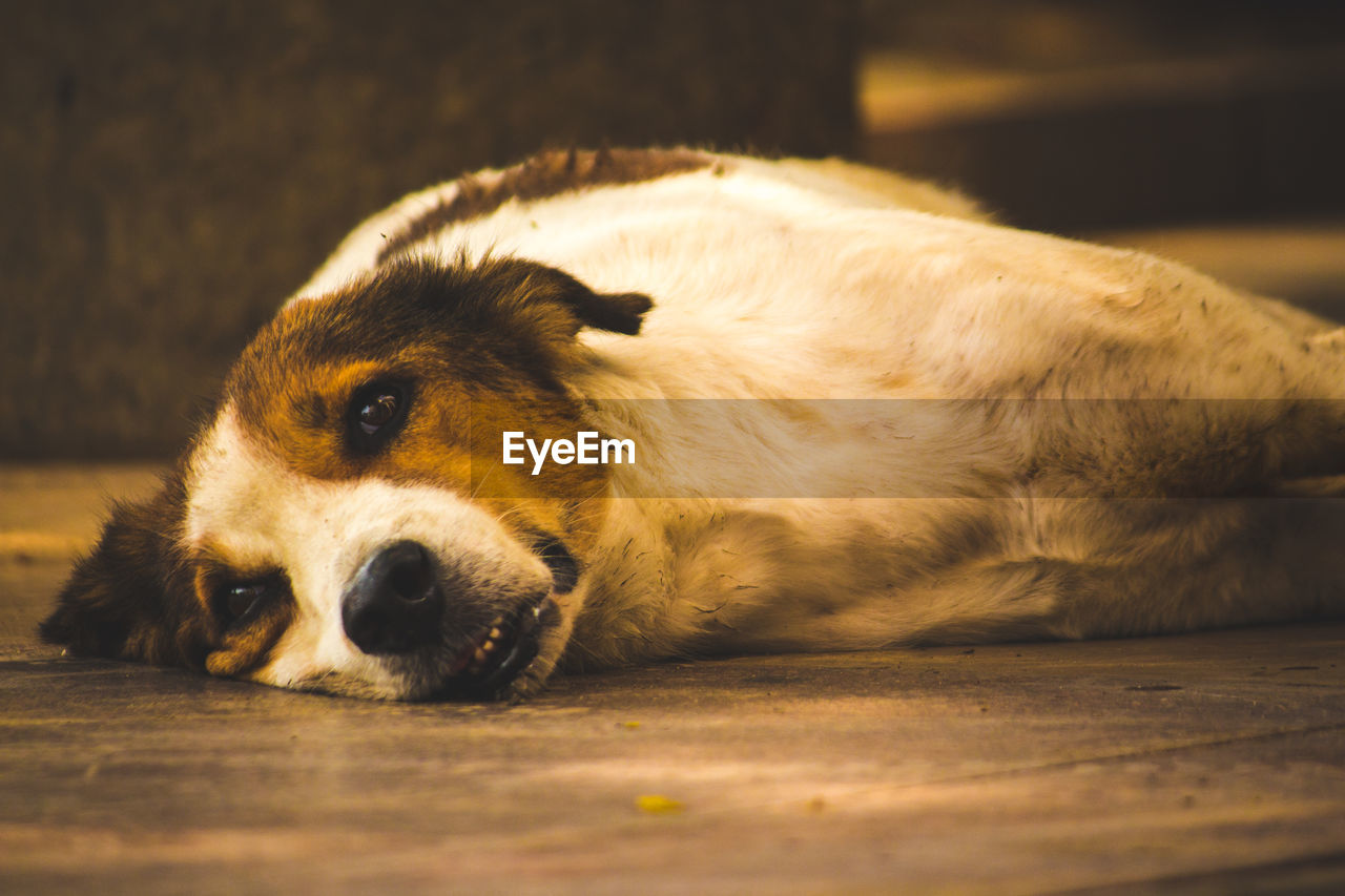 White brown stray sreet dog lying on the street floor in india