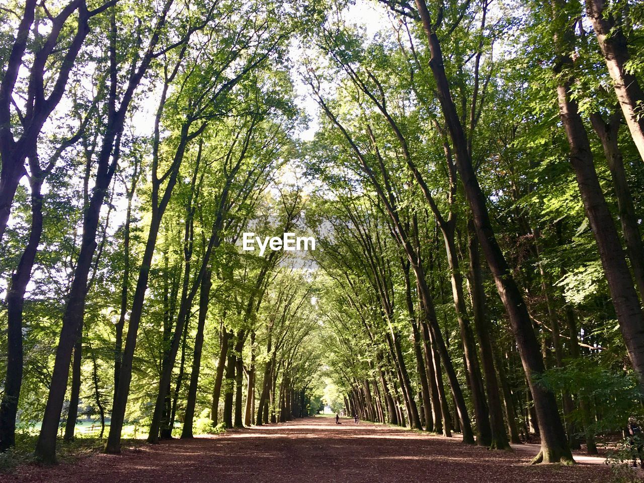 Empty road amidst trees in forest