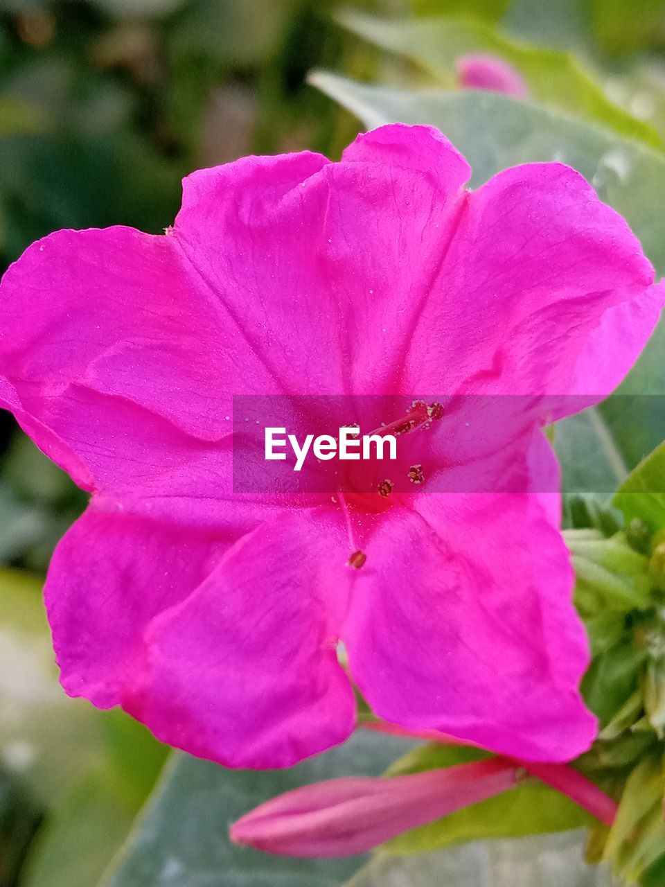 CLOSE-UP OF PINK ROSE FLOWER IN BLOOM